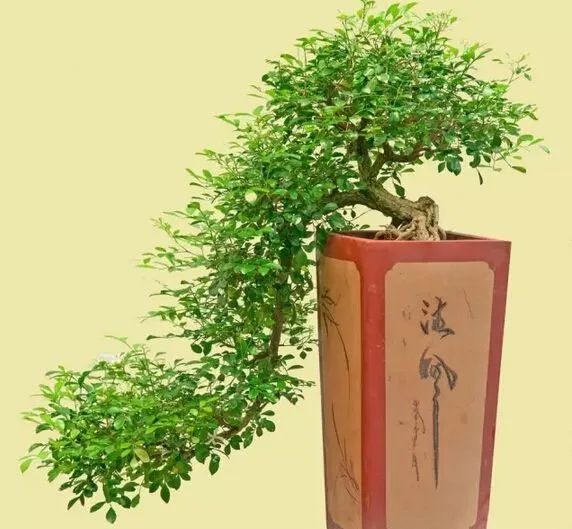 十大盆景名贵树种有哪些？盘点十大盆景名贵树种-名贵的盆景植物