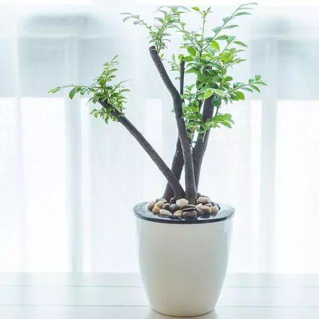 超名贵小叶紫檀树桩盆景，富贵人家首选绿植-小叶紫檀树苗盆栽