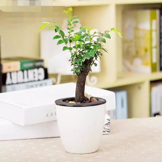 超名贵小叶紫檀树桩盆景，富贵人家首选绿植-小叶紫檀树苗盆栽