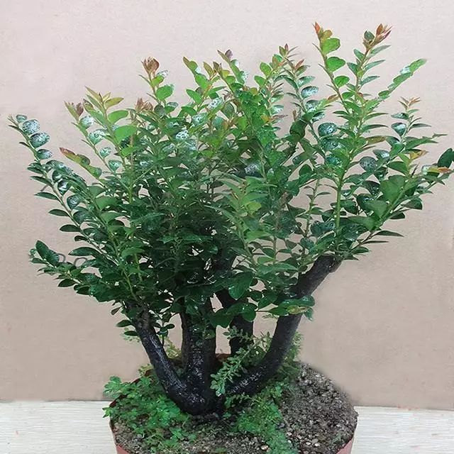 超名贵小叶紫檀树桩盆景，富贵人家首选绿植-小叶紫檀树苗盆栽