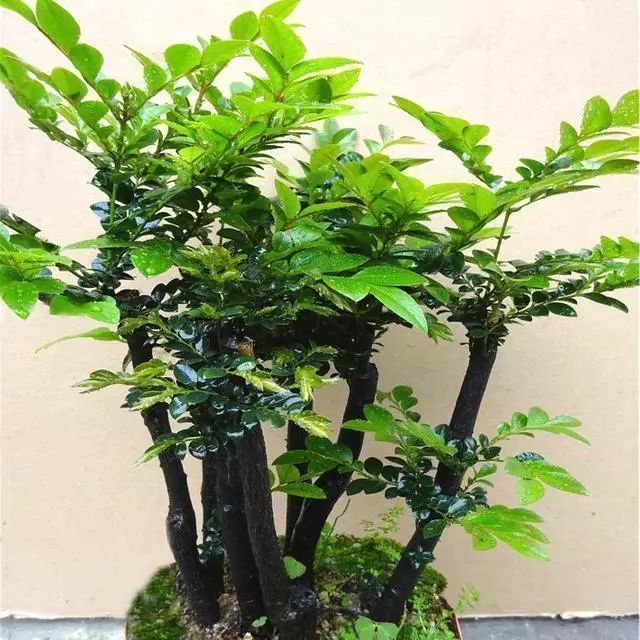 超名贵小叶紫檀树桩盆景，富贵人家首选绿植-小叶紫檀树苗盆栽