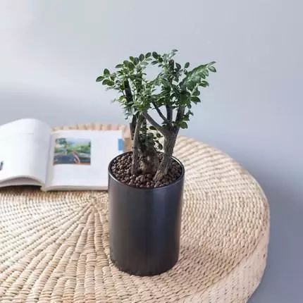 超名贵小叶紫檀树桩盆景，富贵人家首选绿植-小叶紫檀树苗盆栽