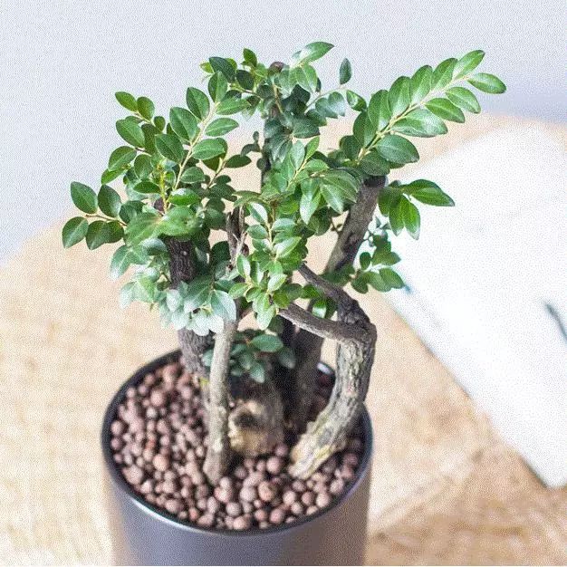 超名贵小叶紫檀树桩盆景，富贵人家首选绿植-小叶紫檀树苗盆栽