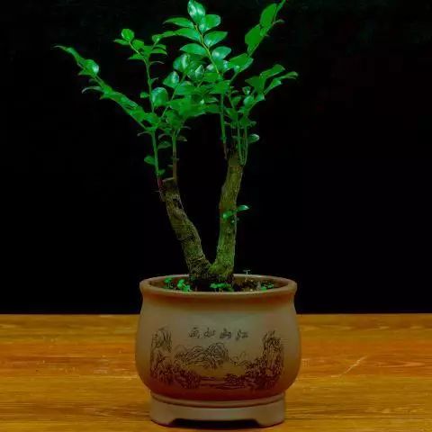 超名贵小叶紫檀树桩盆景，富贵人家首选绿植-小叶紫檀树苗盆栽