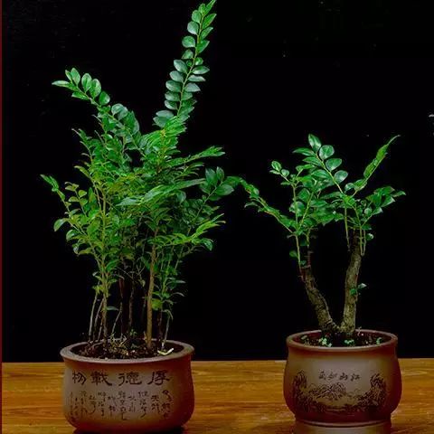 超名贵小叶紫檀树桩盆景，富贵人家首选绿植-小叶紫檀树苗盆栽