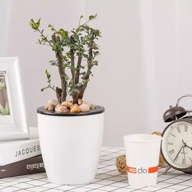 超名贵小叶紫檀树桩盆景，富贵人家首选绿植-小叶紫檀树苗盆栽