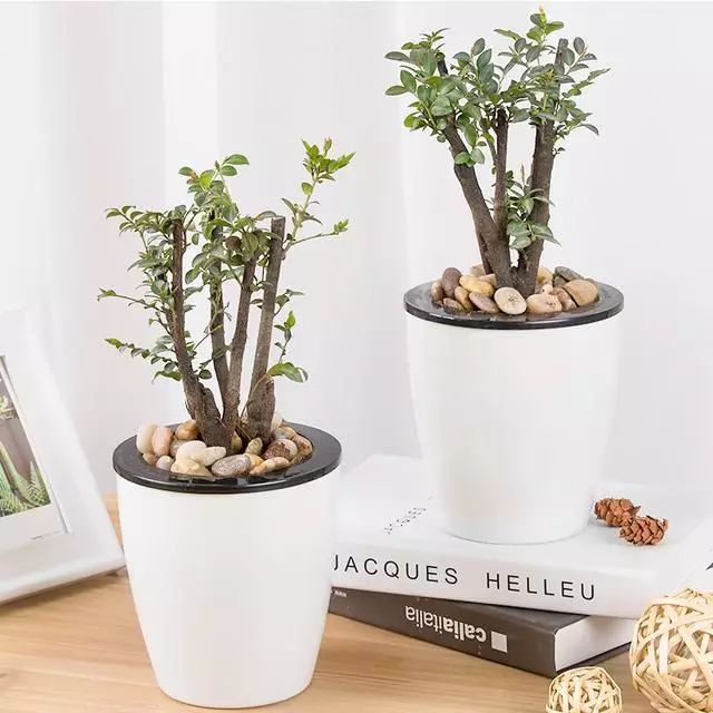 超名贵小叶紫檀树桩盆景，富贵人家首选绿植-小叶紫檀树苗盆栽