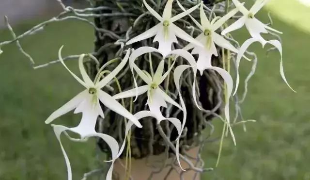 十大名贵植物排行，涨知识了！-名贵植物花卉品种大全