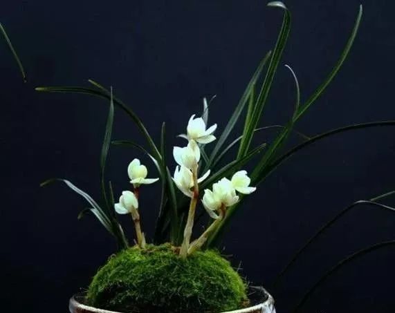 十大名贵植物排行，涨知识了！-名贵植物花卉品种大全