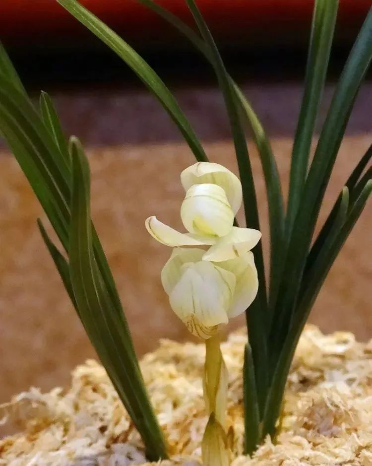 十大名贵植物排行，涨知识了！-名贵植物花卉品种大全