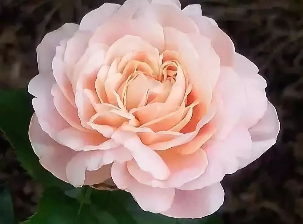 十大名贵植物排行，涨知识了！-名贵植物花卉品种大全