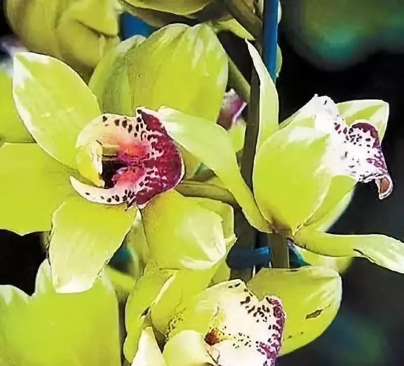 十大名贵植物排行，涨知识了！-名贵植物花卉品种大全