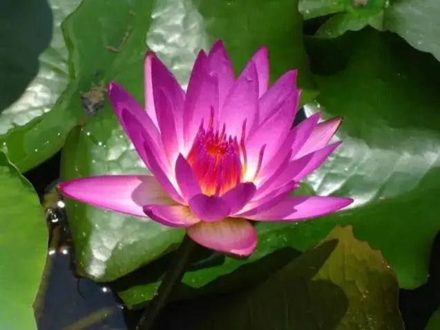 十大名贵植物排行，涨知识了！-名贵植物花卉品种大全