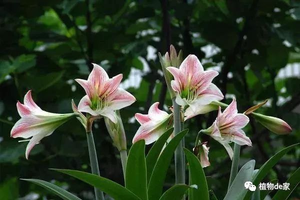 这种盆栽花卉，虽不名贵但好养，花开的比牡丹还美！-什么花是盆栽的