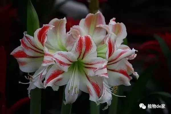 这种盆栽花卉，虽不名贵但好养，花开的比牡丹还美！-什么花是盆栽的