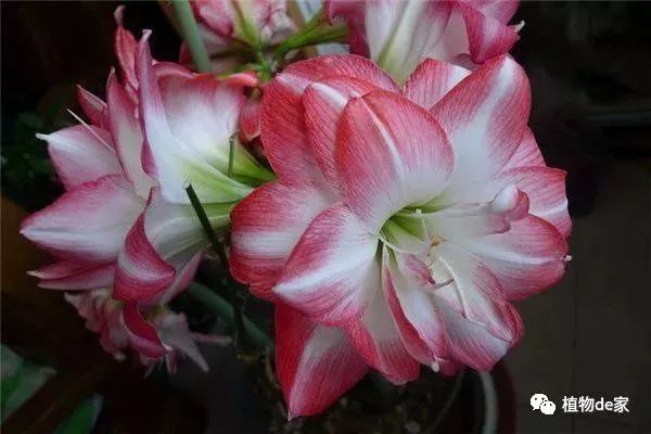 这种盆栽花卉，虽不名贵但好养，花开的比牡丹还美！-什么花是盆栽的