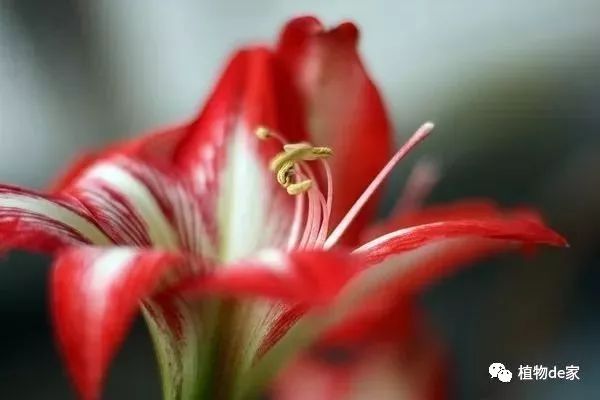 这种盆栽花卉，虽不名贵但好养，花开的比牡丹还美！-什么花是盆栽的