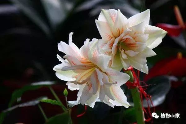 这种盆栽花卉，虽不名贵但好养，花开的比牡丹还美！-什么花是盆栽的