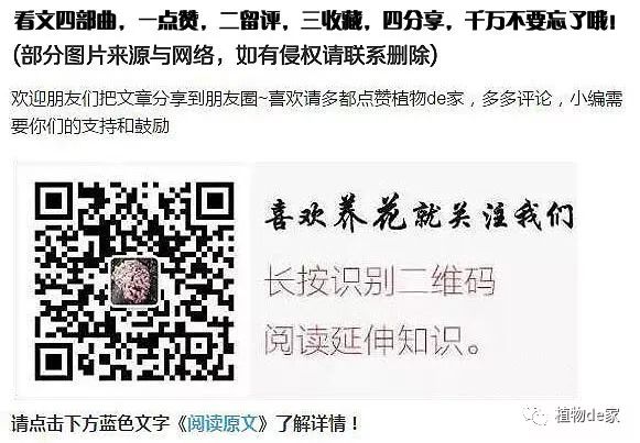 这种盆栽花卉，虽不名贵但好养，花开的比牡丹还美！-什么花是盆栽的