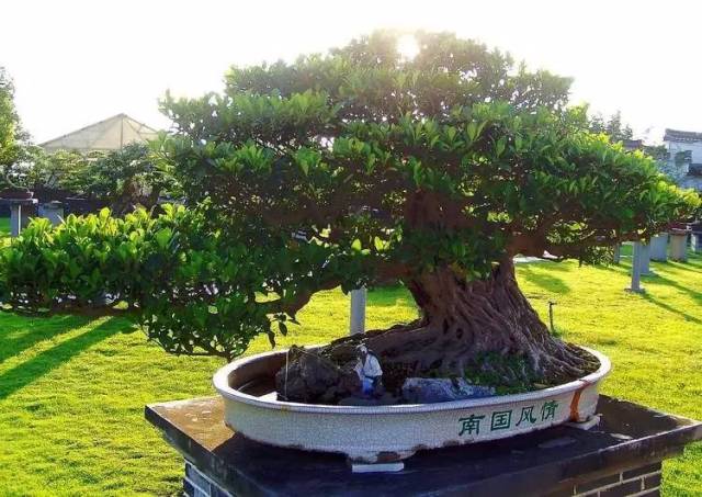 世界上最贵盆栽，一盆就是一座房子！-世界上最贵的盆栽