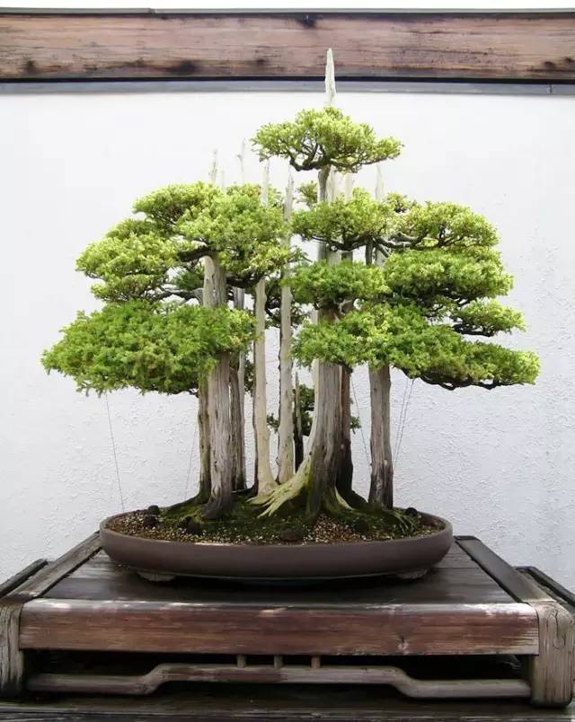 世界上最贵盆栽，一盆就是一座房子！-世界上最贵的盆栽