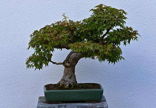 最值钱的九大盆景树种，收藏了！-盆景树最贵的是什么树