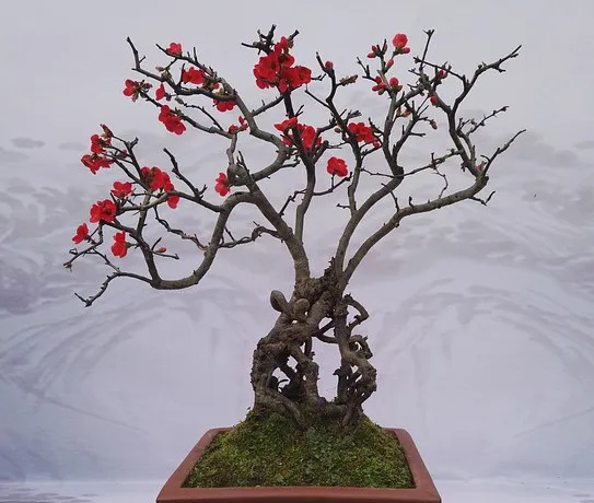 最值钱的九大盆景树种，收藏了！-盆景树最贵的是什么树