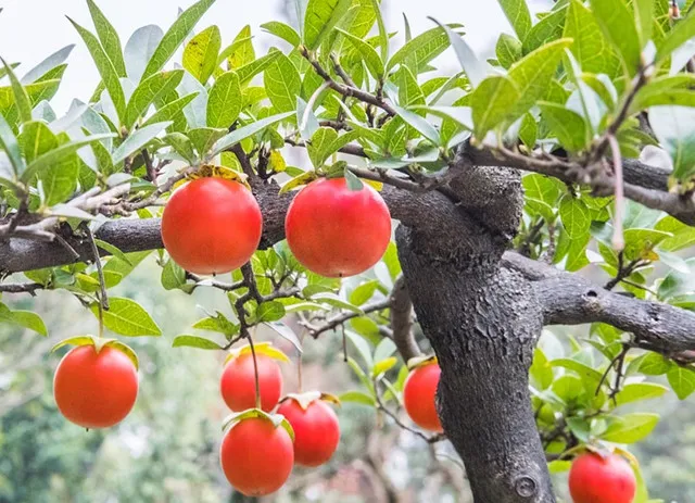 最值钱的九大盆景树种，收藏了！-盆景树最贵的是什么树