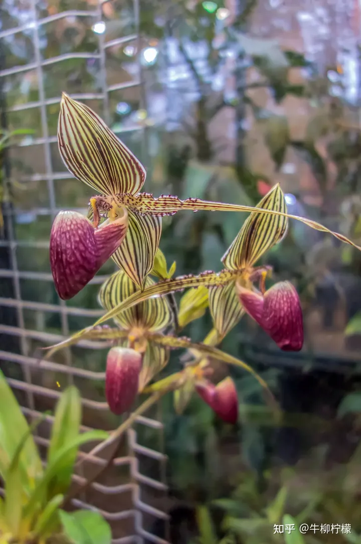 高端大气上档次：6款高端室内绿植-高端大气的室内绿植