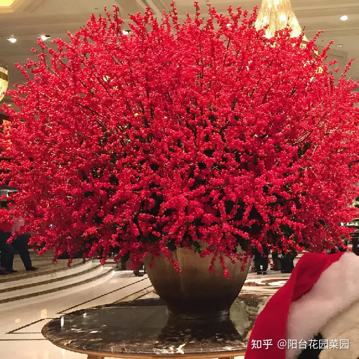 8种“昂贵花”，工薪族“舍不得”买，但是太好看，有钱要买个遍-比较贵的花材是什么花