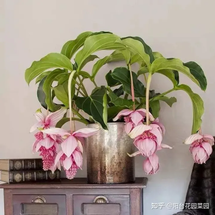 8种“昂贵花”，工薪族“舍不得”买，但是太好看，有钱要买个遍-比较贵的花材是什么花