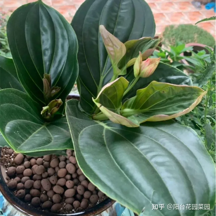 8种“昂贵花”，工薪族“舍不得”买，但是太好看，有钱要买个遍-比较贵的花材是什么花