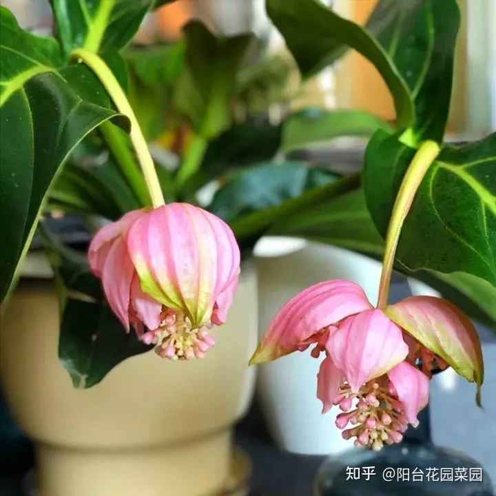 8种“昂贵花”，工薪族“舍不得”买，但是太好看，有钱要买个遍-比较贵的花材是什么花