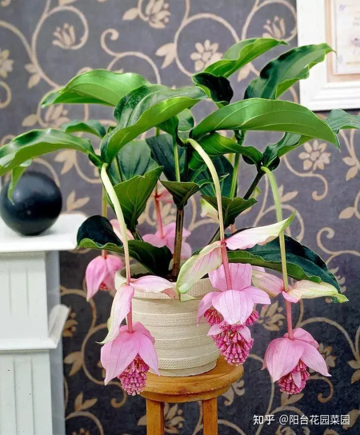 8种“昂贵花”，工薪族“舍不得”买，但是太好看，有钱要买个遍-比较贵的花材是什么花