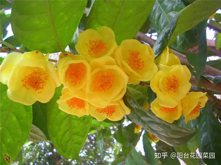 8种“昂贵花”，工薪族“舍不得”买，但是太好看，有钱要买个遍-比较贵的花材是什么花