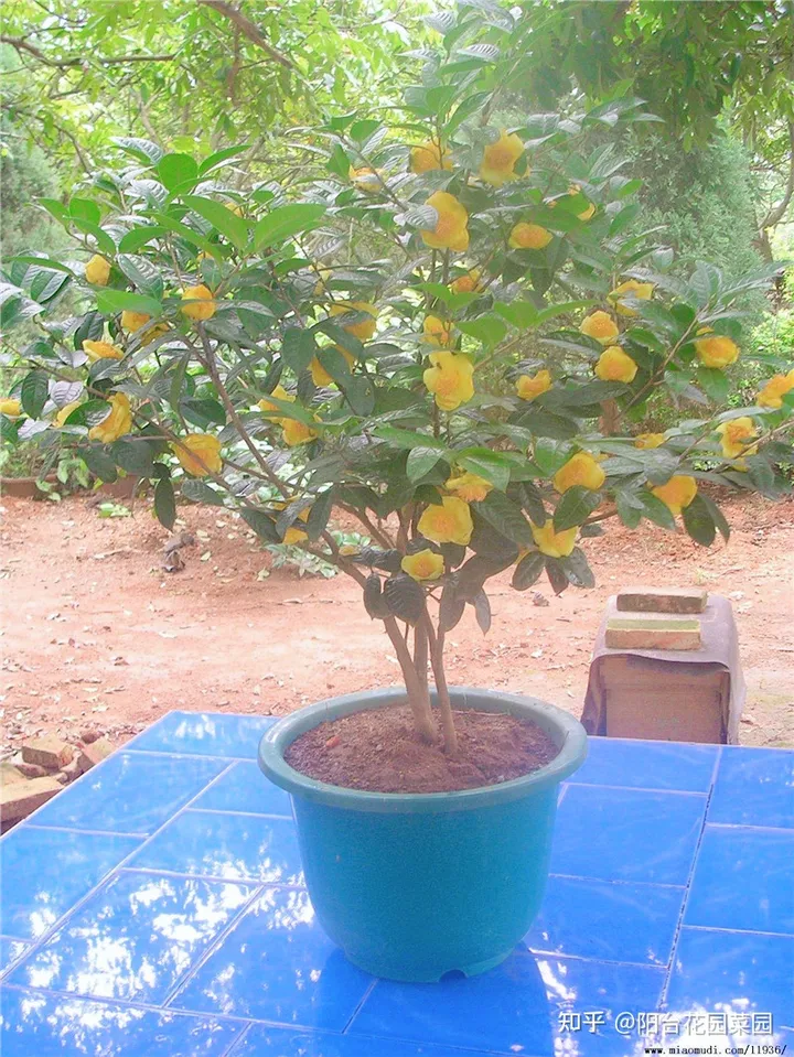 8种“昂贵花”，工薪族“舍不得”买，但是太好看，有钱要买个遍-比较贵的花材是什么花