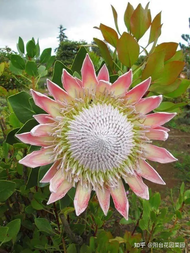 8种“昂贵花”，工薪族“舍不得”买，但是太好看，有钱要买个遍-比较贵的花材是什么花