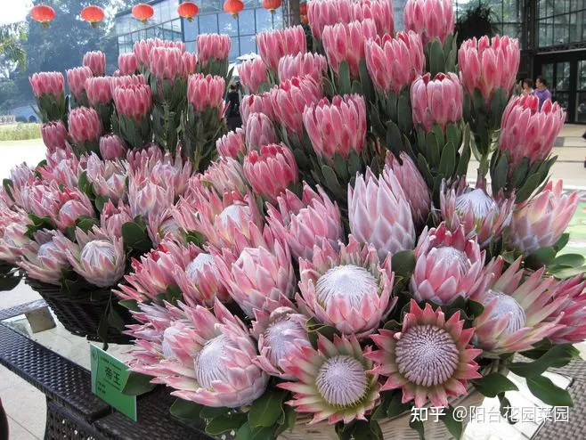 8种“昂贵花”，工薪族“舍不得”买，但是太好看，有钱要买个遍-比较贵的花材是什么花