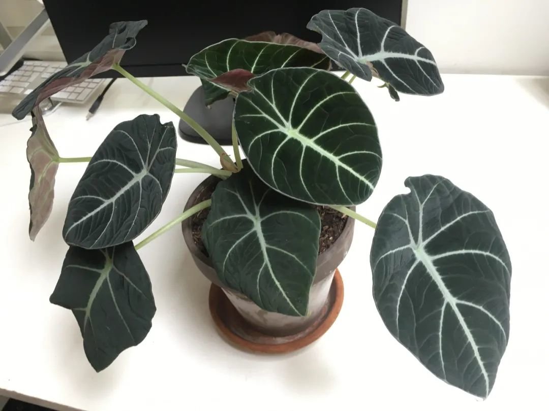 7种不是很大众的室内盆栽绿植，颜值颇高，价格却很亲民-十大室内盆栽植物排名图片