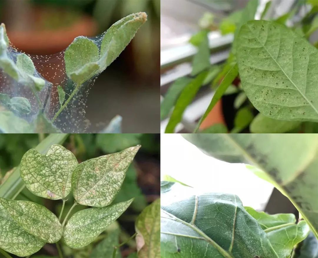 家里的盆栽绿植不小心感染红蜘蛛，没有喷药，用这几种方法解决-绿植有红蜘蛛用什么药