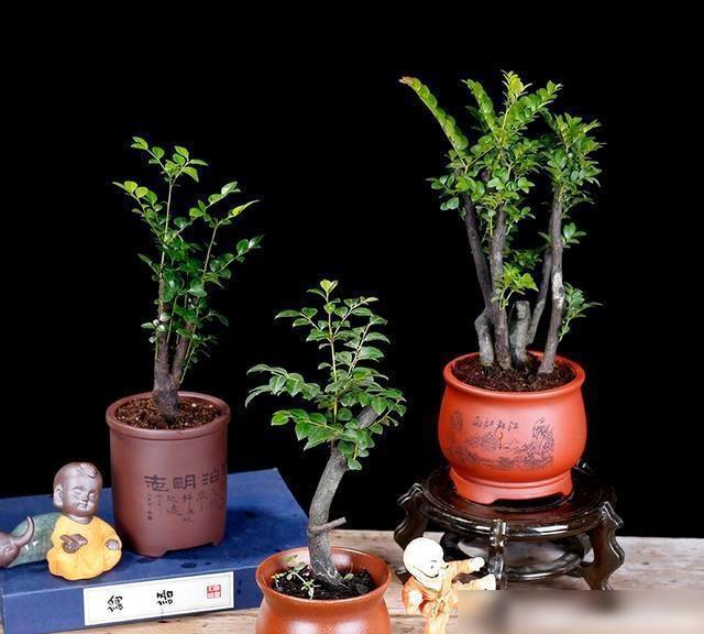 小叶紫檀是一种珍贵的盆景，曾经可以被有钱人种植-小叶紫檀盆景风水意义