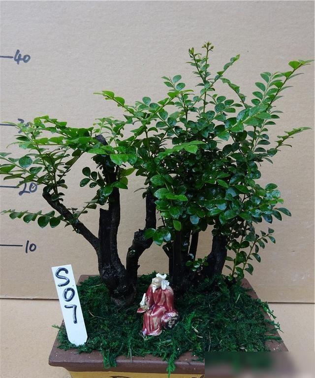 小叶紫檀是一种珍贵的盆景，曾经可以被有钱人种植-小叶紫檀盆景风水意义