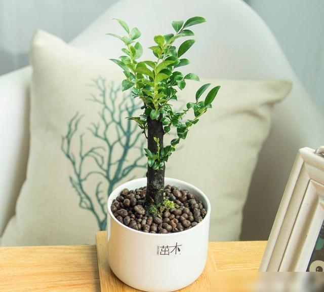 小叶紫檀是一种珍贵的盆景，曾经可以被有钱人种植-小叶紫檀盆景风水意义