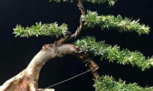 这几种盆栽越久越值钱，养上几年，价值暴涨“10倍”，快来看看吧-什么盆栽最耐活