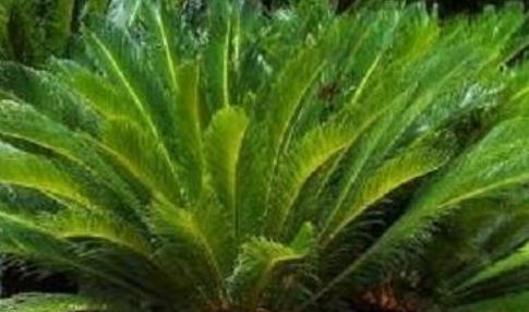 这几种盆栽越久越值钱，养上几年，价值暴涨“10倍”，快来看看吧-什么盆栽最耐活