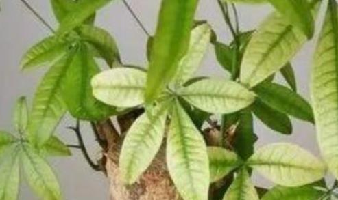 这几种盆栽越久越值钱，养上几年，价值暴涨“10倍”，快来看看吧-什么盆栽最耐活