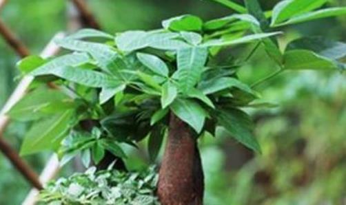 这几种盆栽越久越值钱，养上几年，价值暴涨“10倍”，快来看看吧-什么盆栽最耐活