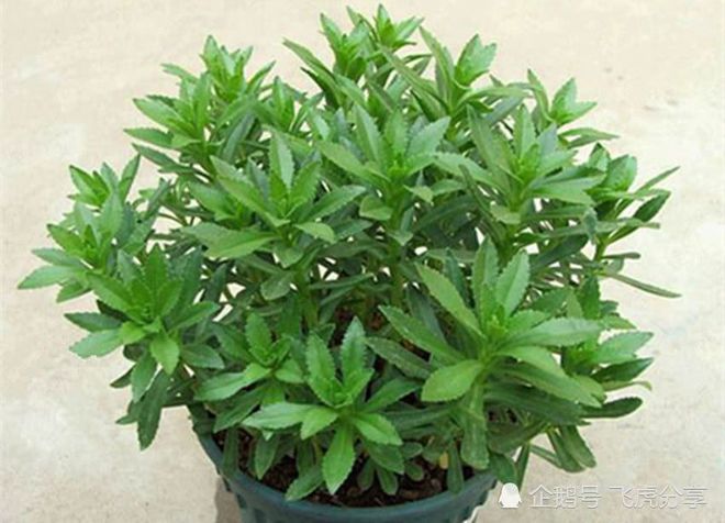 一种古老而珍贵的盆栽，家里养几盆，价值珍贵，值得应有-珍贵的盆栽植物有哪些
