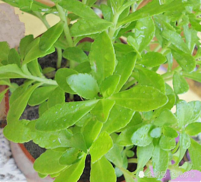 一种古老而珍贵的盆栽，家里养几盆，价值珍贵，值得应有-珍贵的盆栽植物有哪些