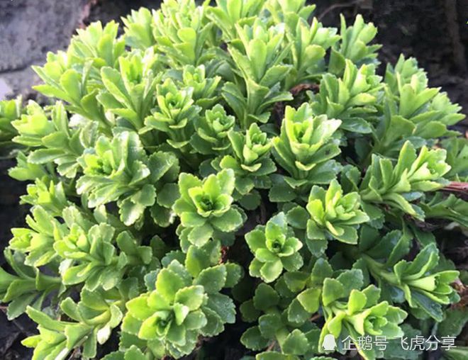 一种古老而珍贵的盆栽，家里养几盆，价值珍贵，值得应有-珍贵的盆栽植物有哪些